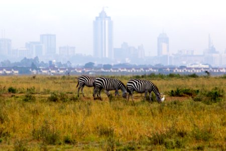 Nairobi, National park, Kenya photo