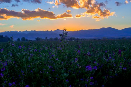 purple flower field near mountain range under golden house