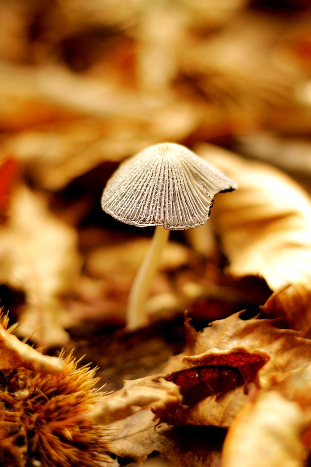 Food, Mushrooms, Warm