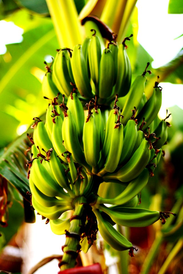 Esotic, Banana, Fruit
