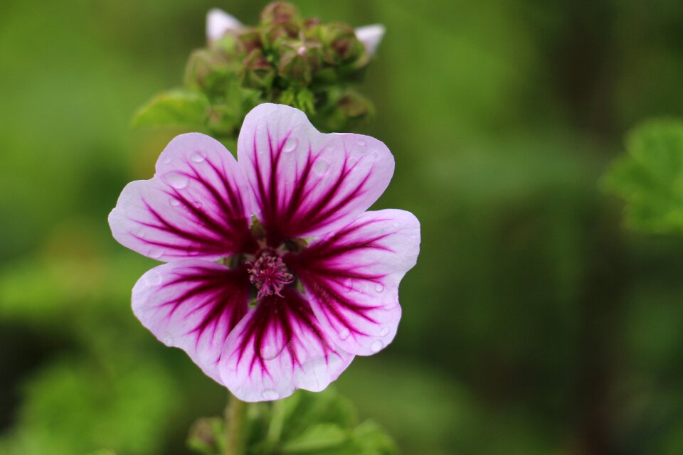 Flower pink plant photo