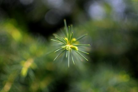 Bokeh, Green, Plants