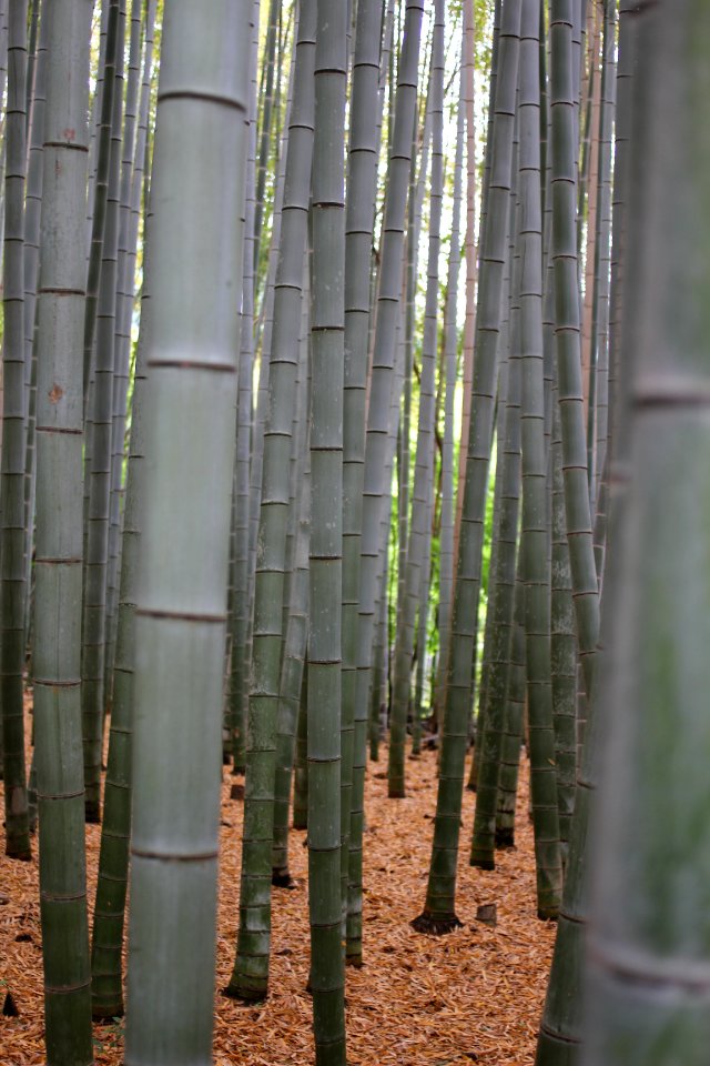 Bamboo forest, Ky to shi, Japan