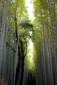 Japan, Bamboo forest, Ky to shi