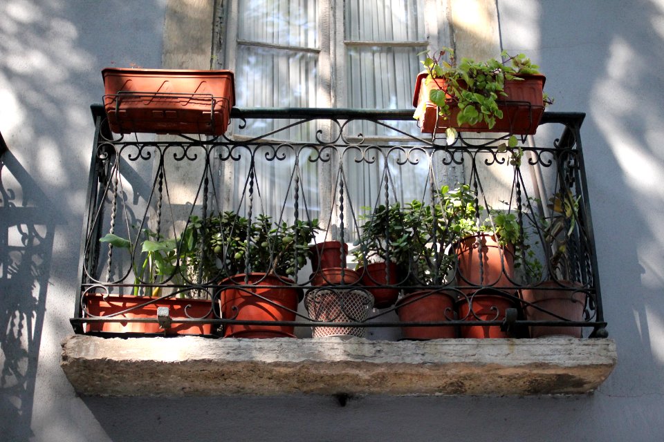 Lisbon, Portugal, Plants