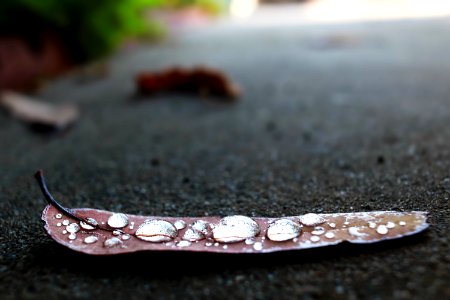 Santee, Sidewalk, Droplets