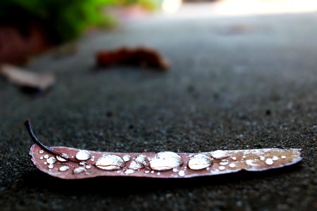 Santee, Sidewalk, Droplets photo