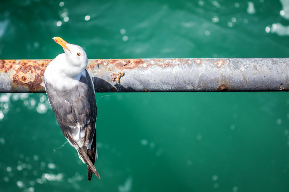 Oceanside pier, Oceanside, United states photo