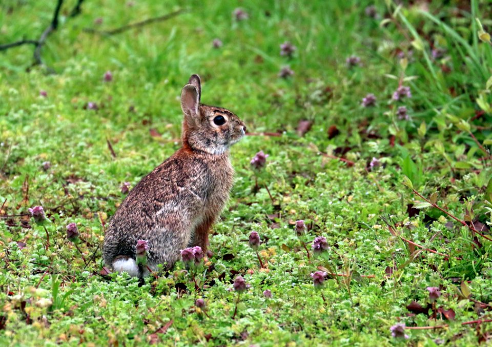 Thumper, Nature, Wildlife
