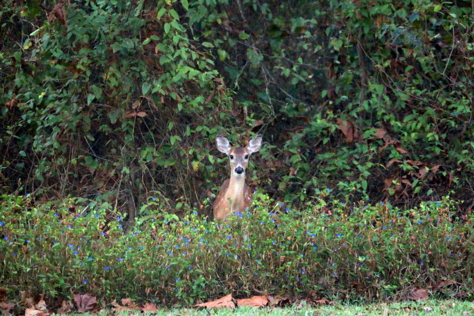 Doe, Green, Arkansas