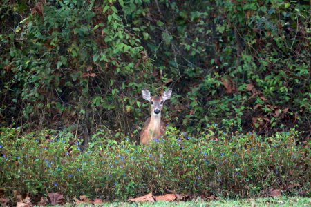 Doe, Green, Arkansas