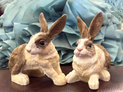 Easter, Bunny, Rabbit photo