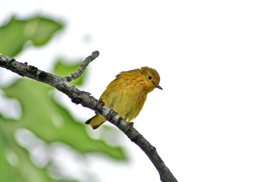Wildlife, Alaska, Yellow