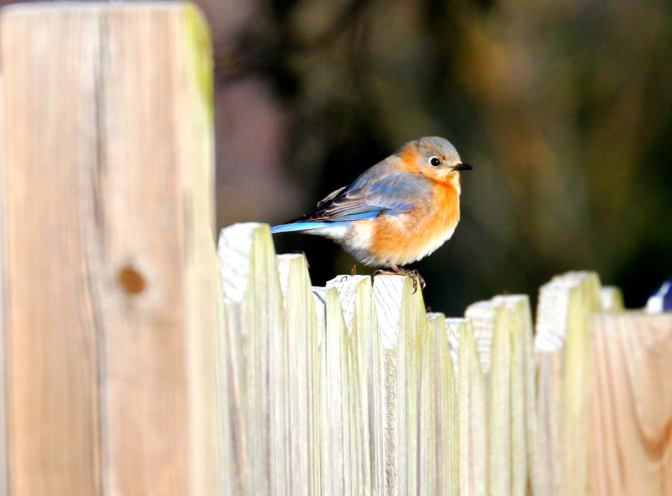 Life, Fence, Arkansas