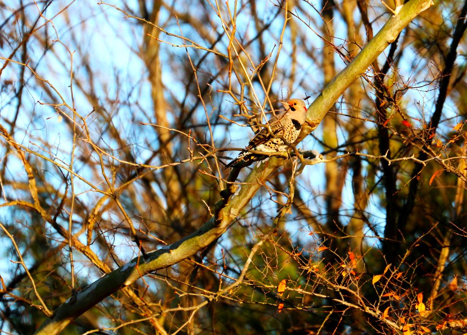 Arkansas, Outdoors, Nature