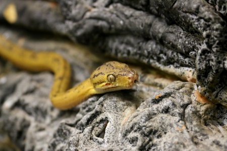 Animal, Serpent, Reptile photo