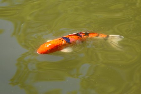 Fish, Goldfish