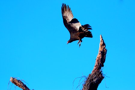 Wildlife, Buzzard, Bird photo