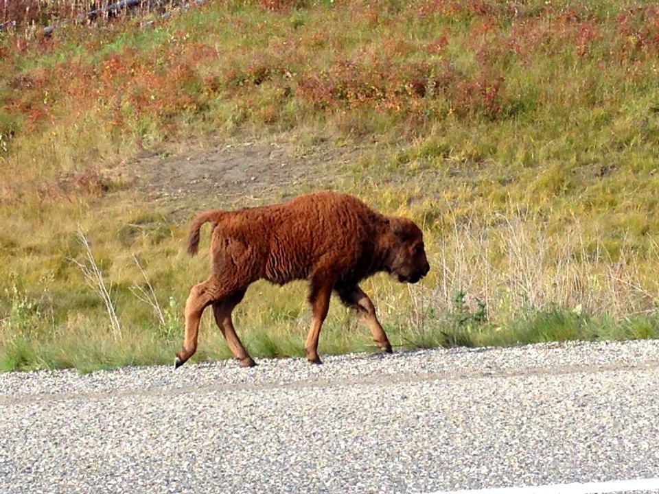 Outdoors, Wildlife, Canada