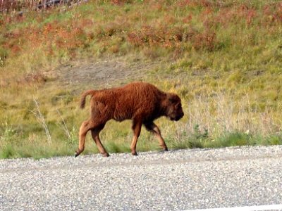 Outdoors, Wildlife, Canada