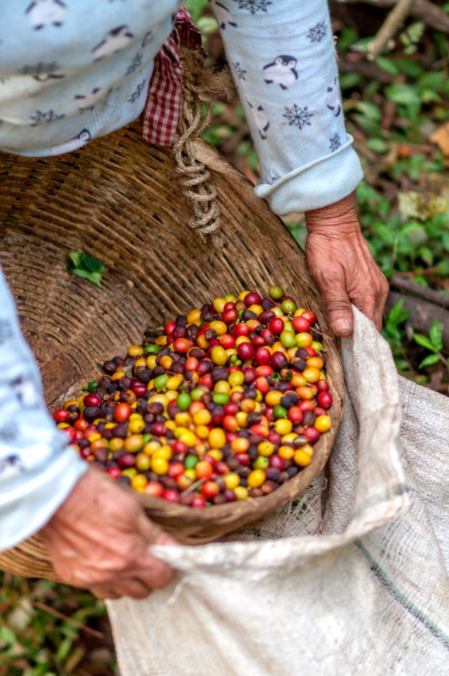 Concepci n de ataco, El salvador, Cafeina