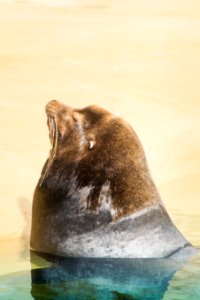 Brookfield, Brookfield zoo, United states