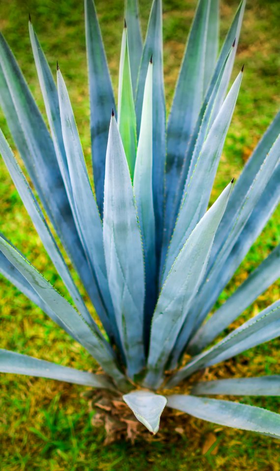 Tequila, Mexico, Agave azul