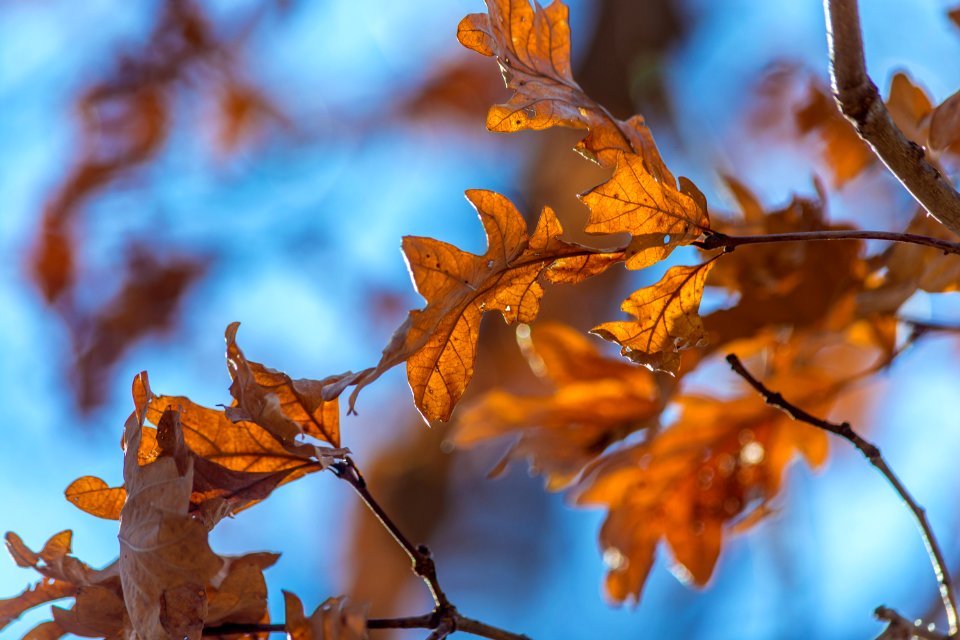 Oldfield oaks county forest preserve, Darien, United states