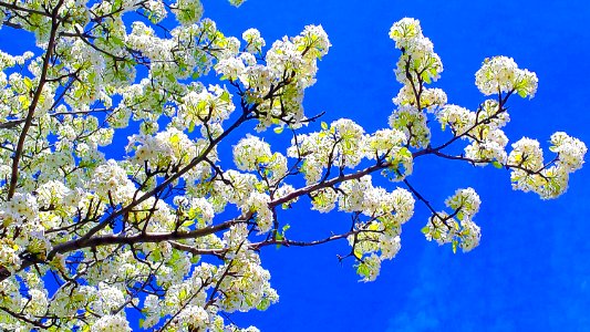 Downers grove, United states, Looking up