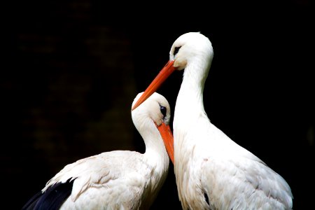 two white storks photo