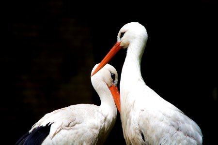 two white storks