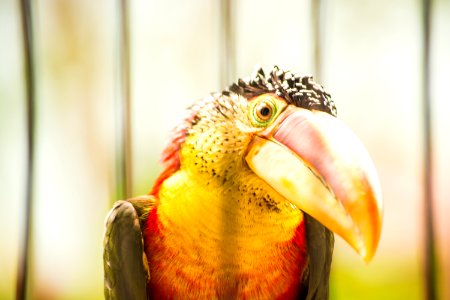 Zoo toucan, Toucan bird, Toucan photo