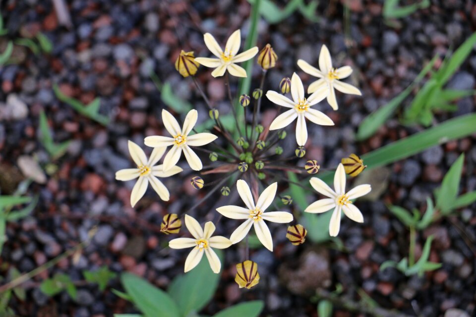 Allium nature flowers