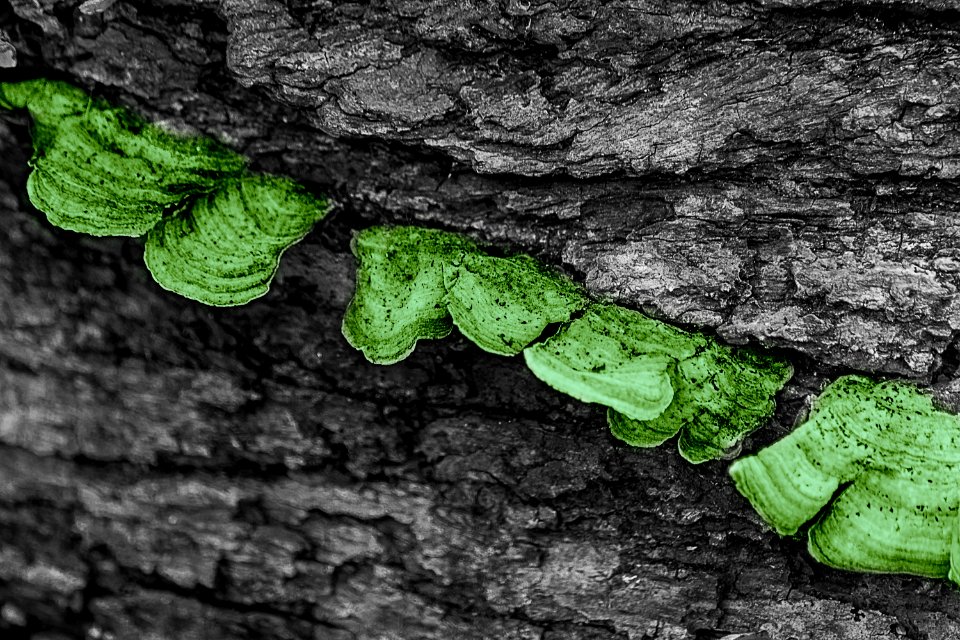 Oldfield oaks county forest preserve, Darien, United states