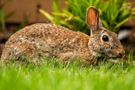 Downers grove, United states, Grass