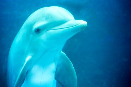 Brookfield zoo, Brookfield, United states