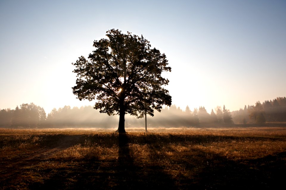 green leafed tree during sunset