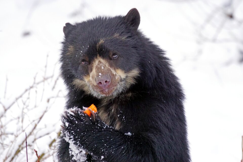 Andean bear andes short snout bear