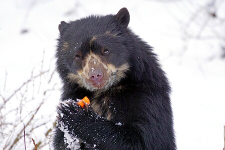 Andean bear andes short snout bear
