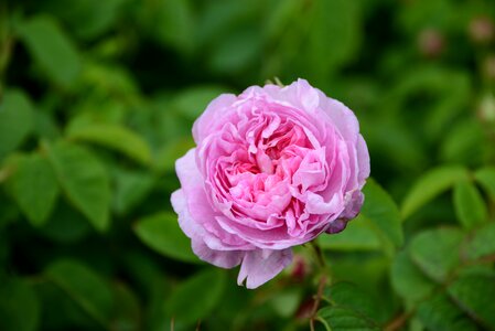 Perfume pink flowers garden photo