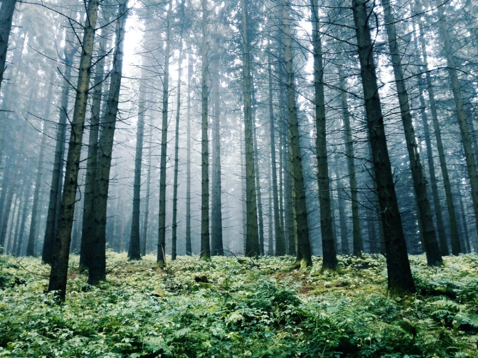 Germany, Forest, Mist