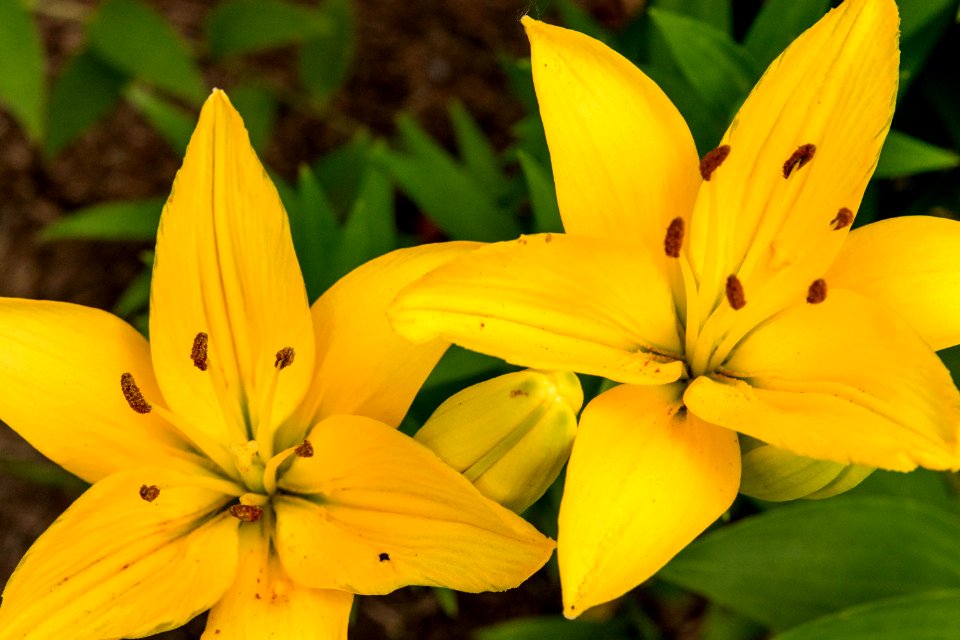 Downers grove, United states, Close up