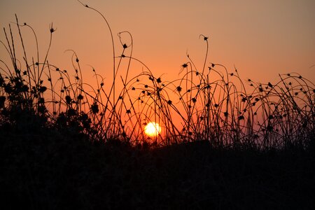 Herb silhouette evening