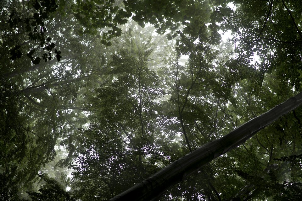Green spring leaves
