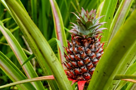 Bali, Indonesia, Fruit