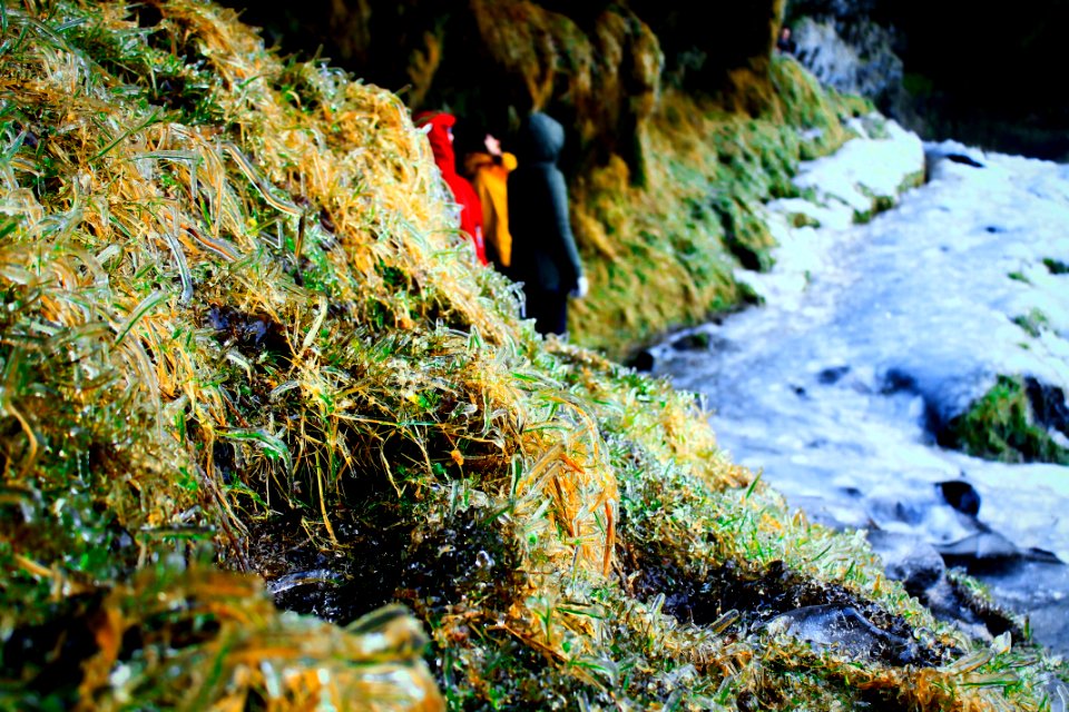 Icel, Frozen grass, Ice