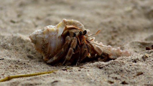 Beach, Nature, Animal