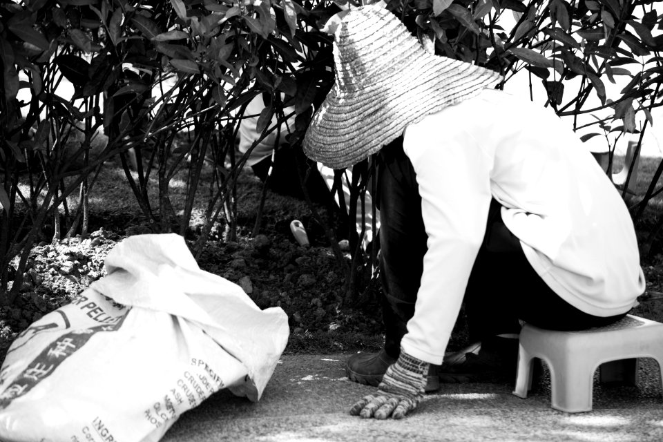 Gardener, Garden, Flower