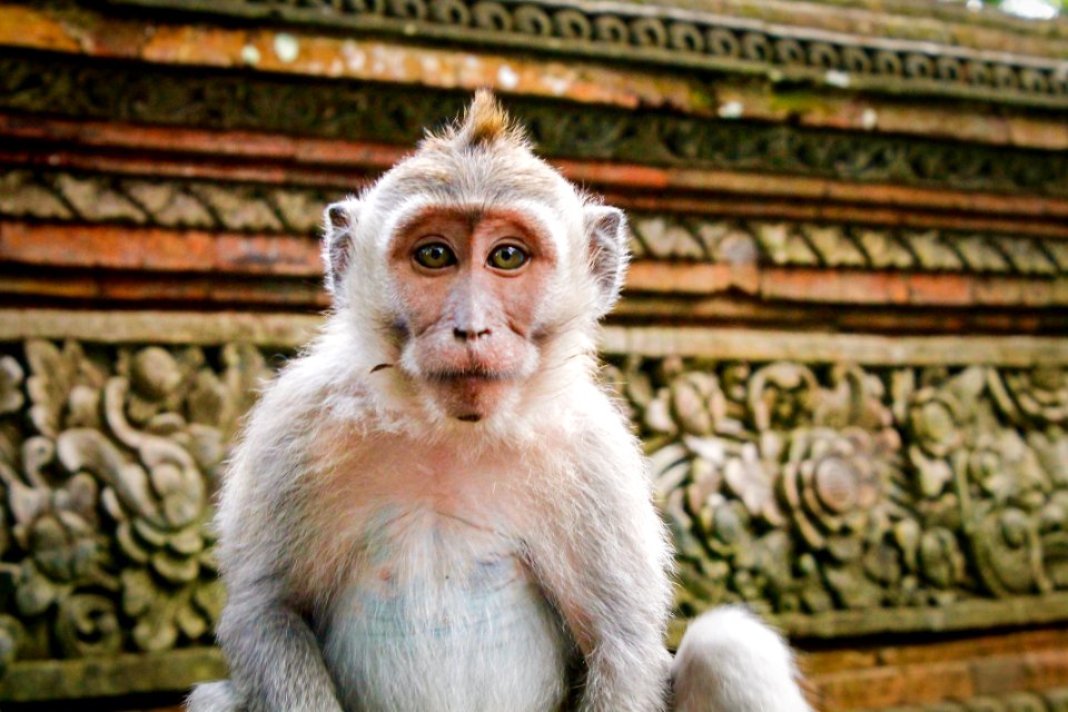 Ubud, Indonesia, Monkeyforest