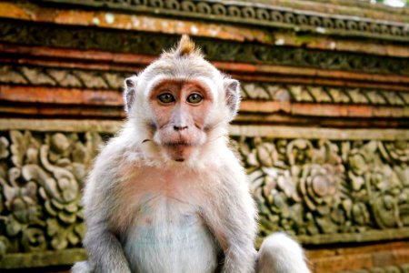Ubud, Indonesia, Monkeyforest photo